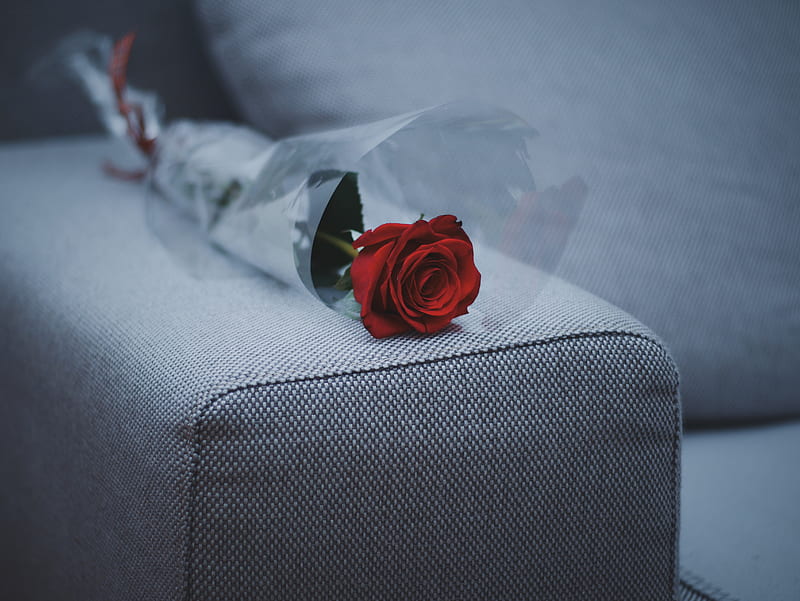 red rose flower on gray fabric sofa, HD wallpaper