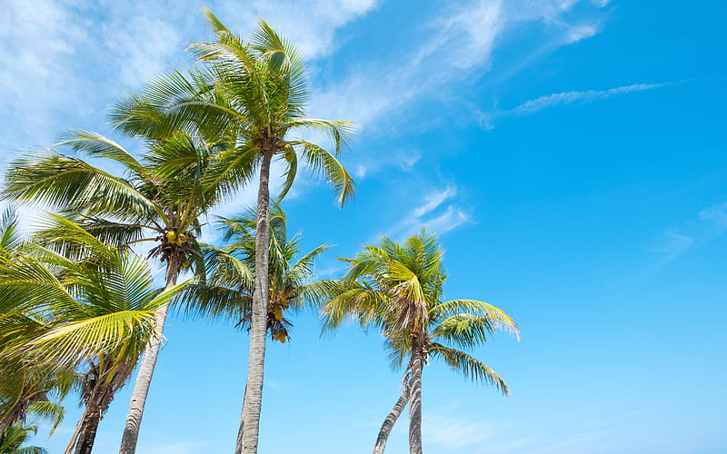 tropical island, palms, coconuts on palm tree, summer, travel concepts, blue sky, HD wallpaper