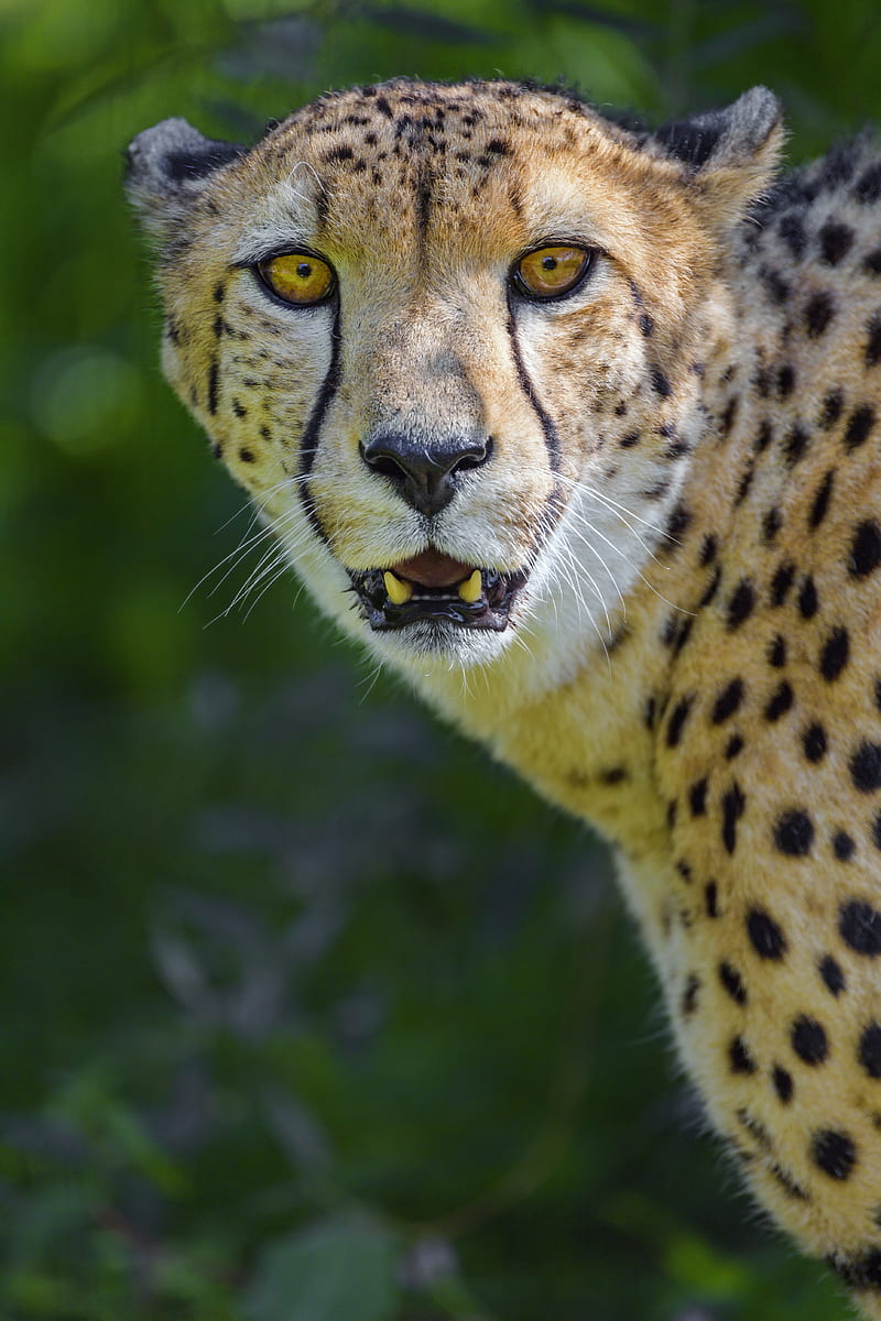 Cheetah, animal, wildlife, predator, HD phone wallpaper