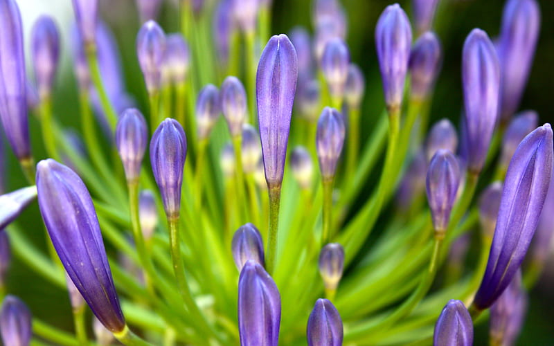 Earth, Agapanthus, Lily Of The Nile, HD wallpaper