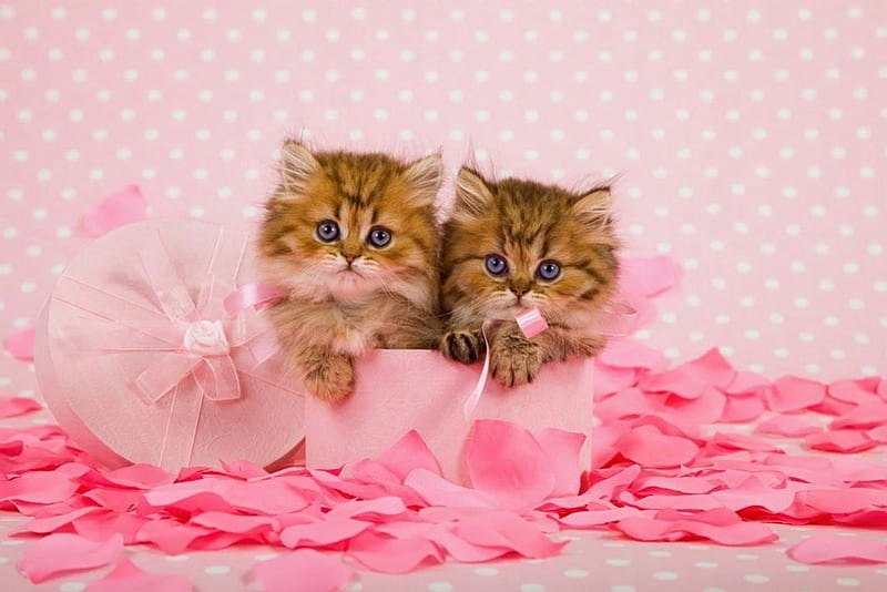Persian kittens, rose, fluffy, kittens, box, scent, bonito, adorable, fragrance, sweet, hat, cute, persian, petals, kitties, pink, cats, HD wallpaper
