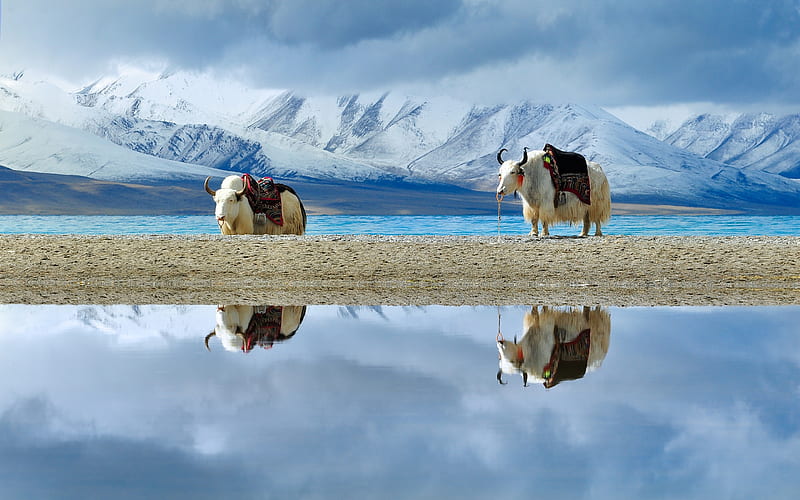 Tibetan Plateau White Yak Snow Capped Mountains, HD wallpaper