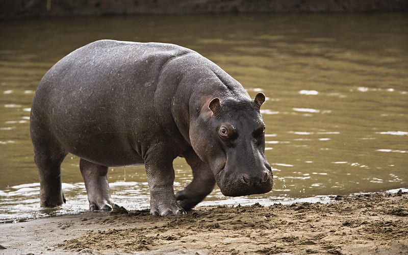 hippopotamus, sand, waterhole, animal, HD wallpaper