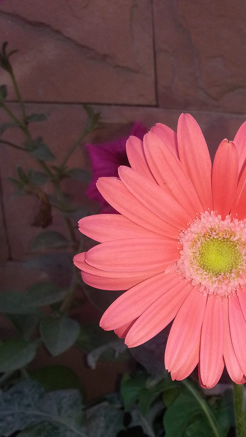 Pink flower, bonito, flower, pink, punjab, HD phone wallpaper