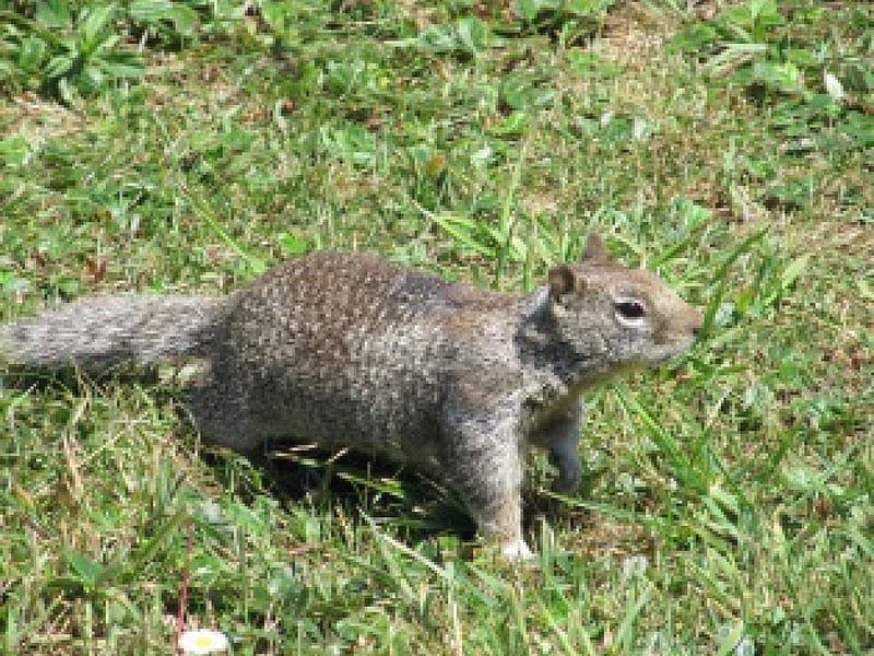 Ground Vermin, grey squirrel, squirrel, pest, vermin, ground squirrel, HD wallpaper