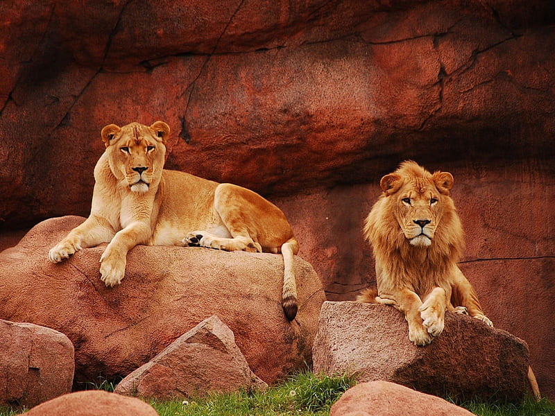 old couple lions, cat, wilds, old, lions, HD wallpaper
