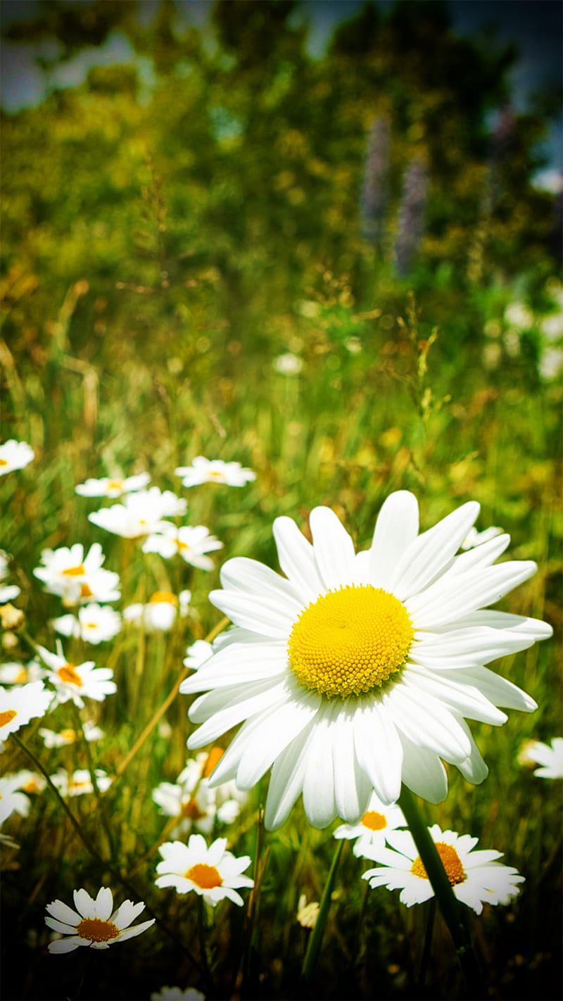 Flower Love, beauty, daisies, daisy, flower, love, nature, HD phone wallpaper