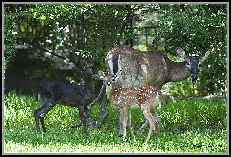 Fawned of Family, growth, family, fawns, deer, friends, HD wallpaper