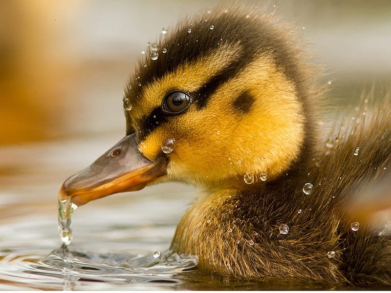 Tenderness, water, duck, drop, baby, animal, HD wallpaper