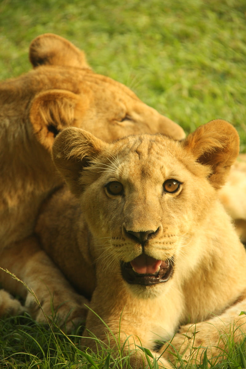 lion cub, cub, grass, HD phone wallpaper