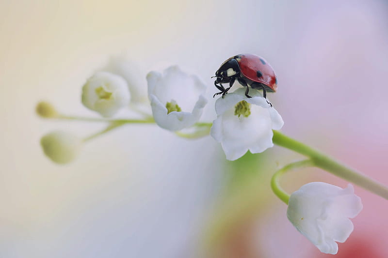 Animal, Ladybug, Flower, Insect, Lily Of The Valley, Macro, White Flower, HD wallpaper