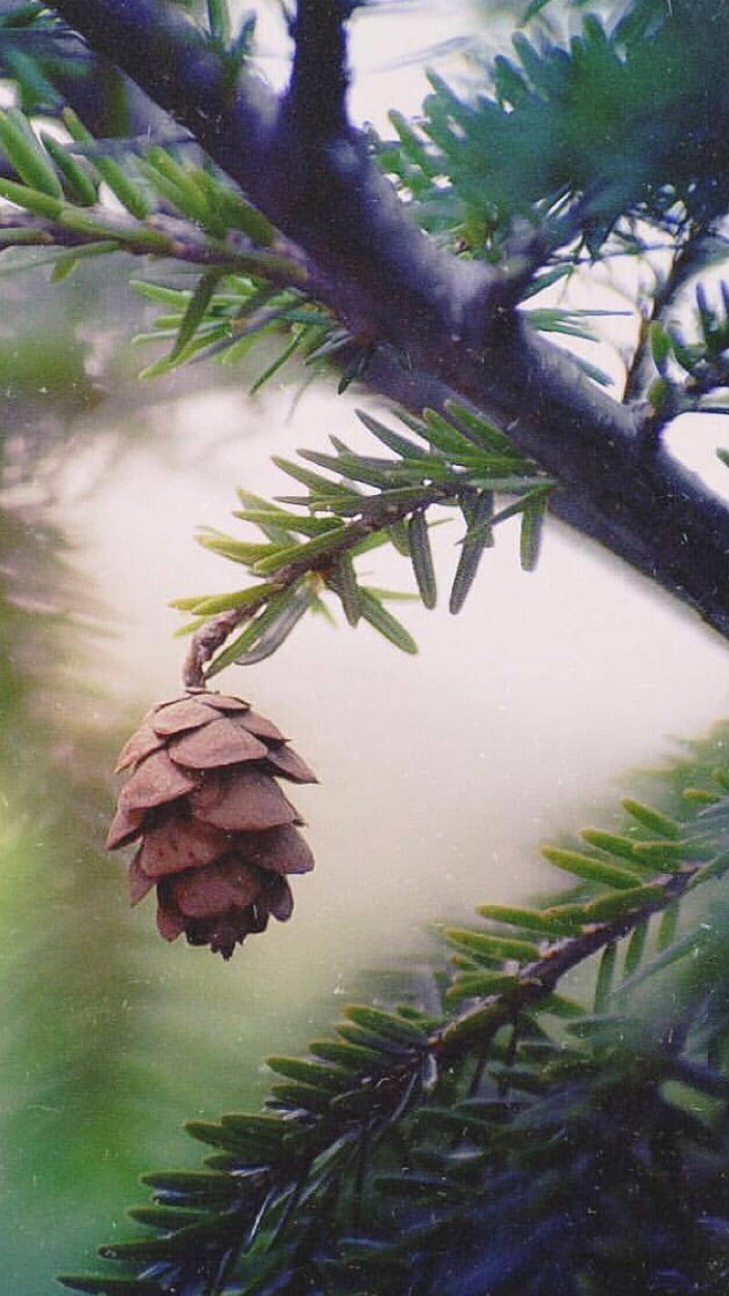Pinecone, pine, tree, HD phone wallpaper