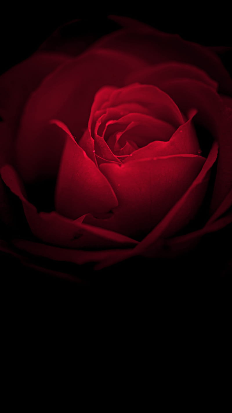 Red Rose - Beautiful, red rose, flowers, HD phone wallpaper | Peakpx