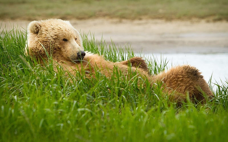 Grizzly bear, bear, river, grass, lying, HD wallpaper | Peakpx