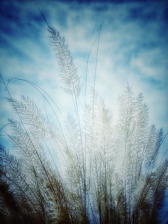 Flower, autumn, romantic, wheat, HD phone wallpaper | Peakpx