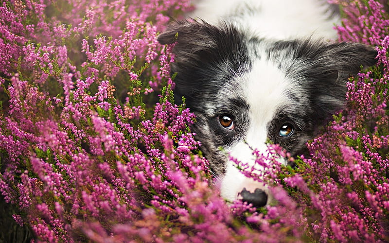 Border Collie Dog lavender, pets, cute animals, dogs, Border Collie, HD wallpaper