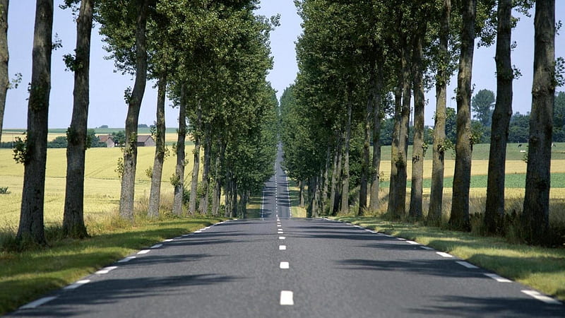 straight road lined by trees, farm, fields, road, trees, HD wallpaper