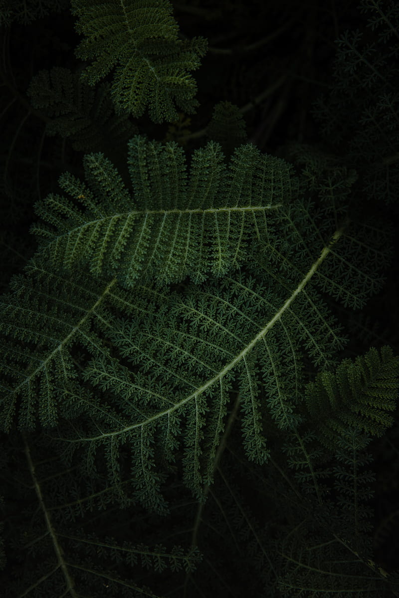 fern, plant, green, leaves, macro, HD phone wallpaper