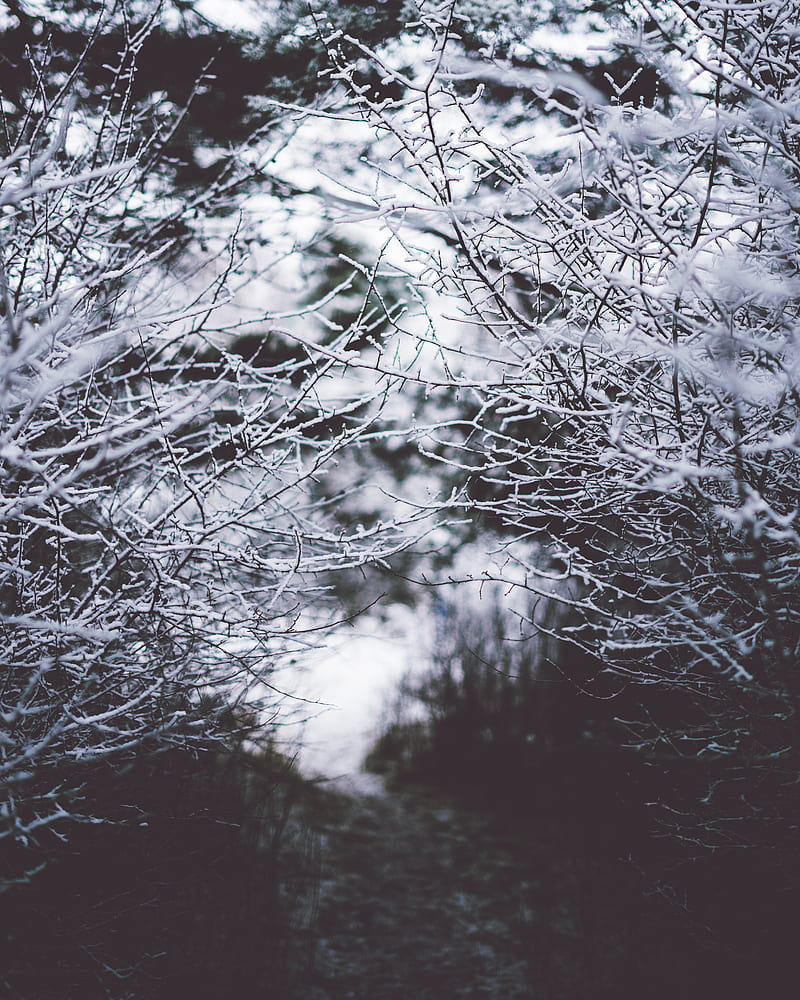 branches, frost, snow, fog, blur, HD phone wallpaper