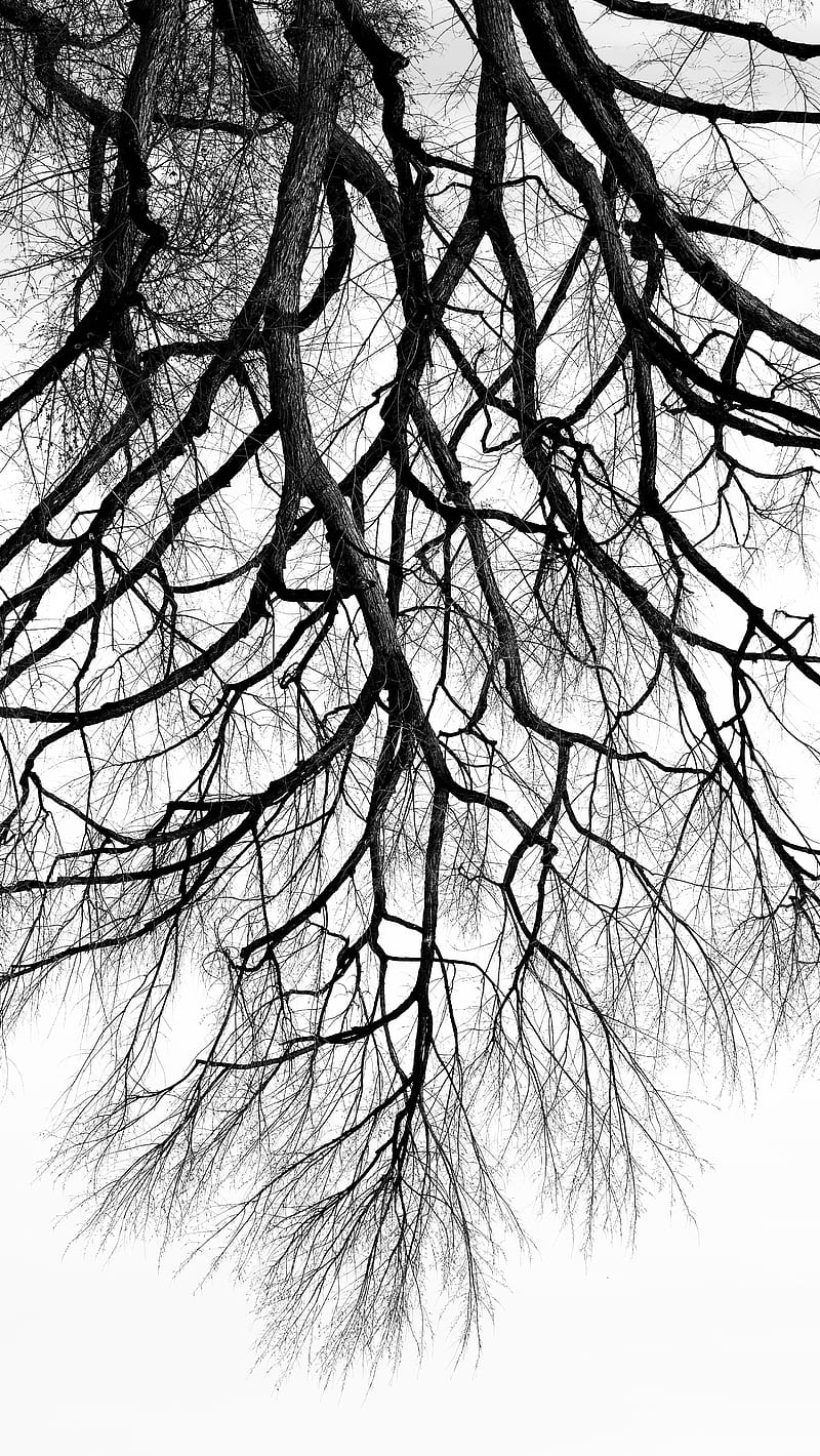 tree branches, monochrome, Nature, HD phone wallpaper
