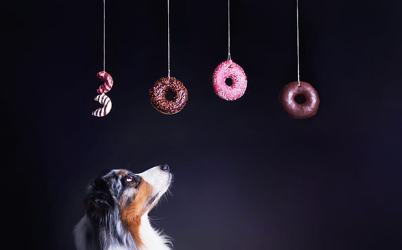 A dog wish, australian shepherd, food, caine, animal, sweet, dessert, donut, funny, pink, dog, HD wallpaper