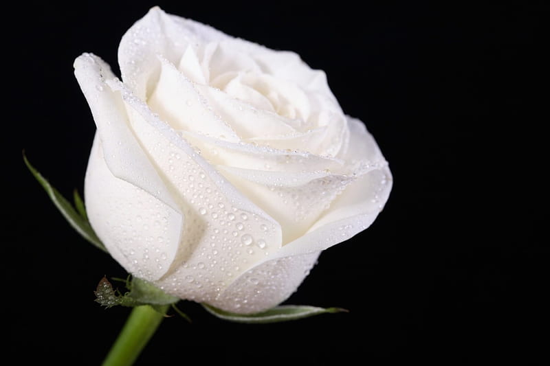 White Rose, the drop of water, black background, black and white, flower, bud, HD wallpaper
