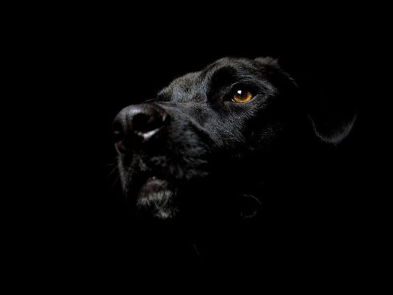 Black dog face, black, face, puppy, dog, HD wallpaper