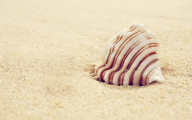 Shell, sand, shells, macro, HD wallpaper | Peakpx