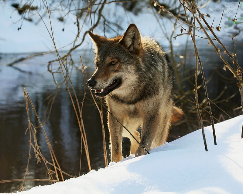 Looking for prey, insnow, friendship, pack, dog, lobo, arctic, black, abstract, winter, timber, snow, wolf , wolfrunning, wolf, white, lone wolf, howling, wild animal black, howl, bonito, canine, wolf pack, solitude, gris, the pack, mythical, majestic, spirit, canis lupus, grey wolf, nature, wolves, HD wallpaper
