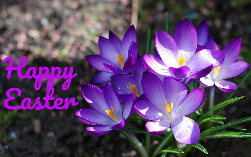 Happy Easter, flowers, nature, easter, crocus, HD wallpaper | Peakpx
