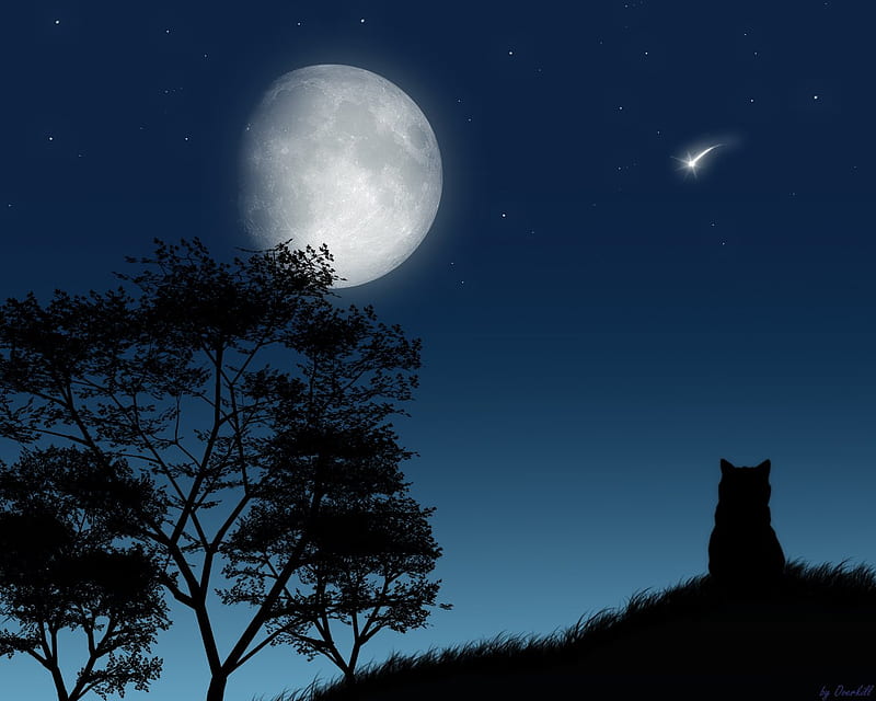 Lonely, alone, moon, cat, night, HD wallpaper