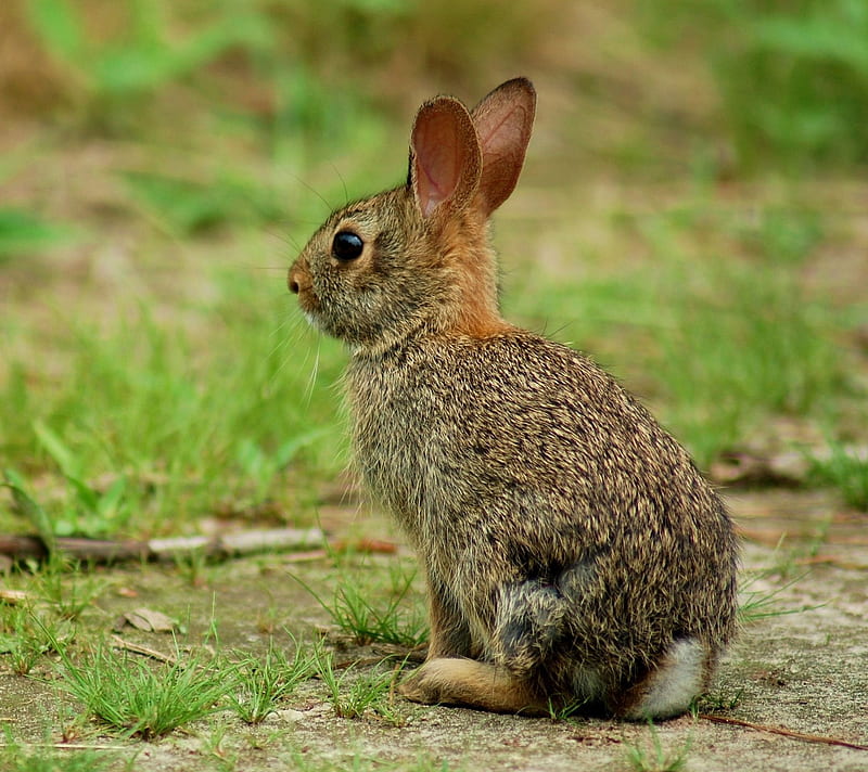 Bunny, animal, cute, nature, rabbit, HD wallpaper