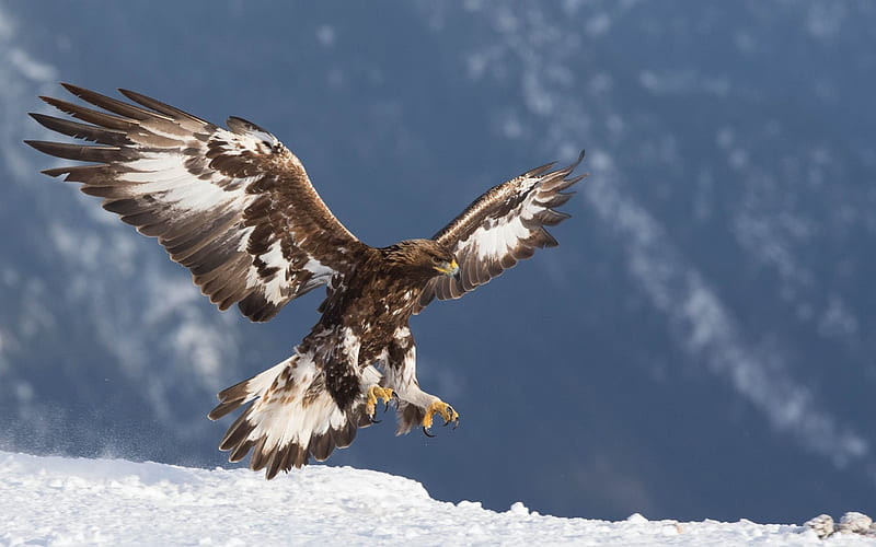 predatory birds, golden eagle, Winter, Eagle, United States, HD wallpaper