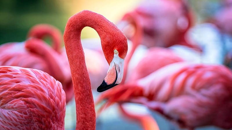 Flamingi, Stado, Czerwone, Makro, HD wallpaper