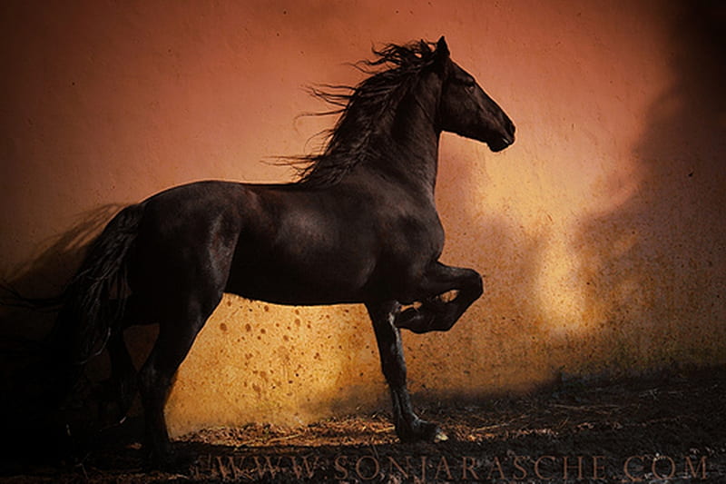 Early Riser, dutch, friesian, black, holland, horses, HD wallpaper