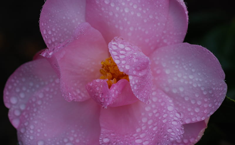 Pink Camellia Flower, Water Drops, Macro Ultra, Cute, Drops, Pink, Flowers, camellia, HD wallpaper