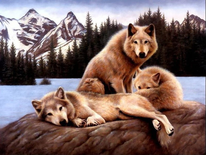 Family of Wolves, wolves, gorgeous, family of wolves, HD wallpaper