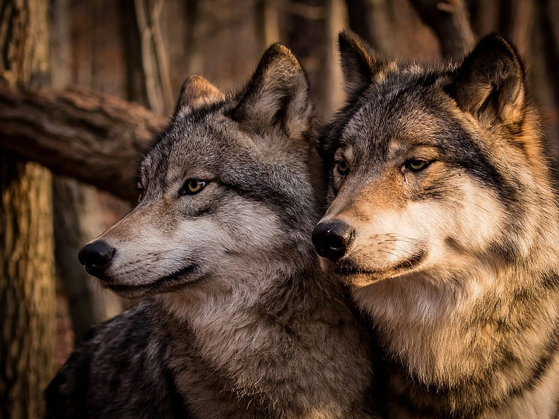 Familia de lobos, familia, lobos, pareja, animal, Fondo de pantalla HD |  Peakpx