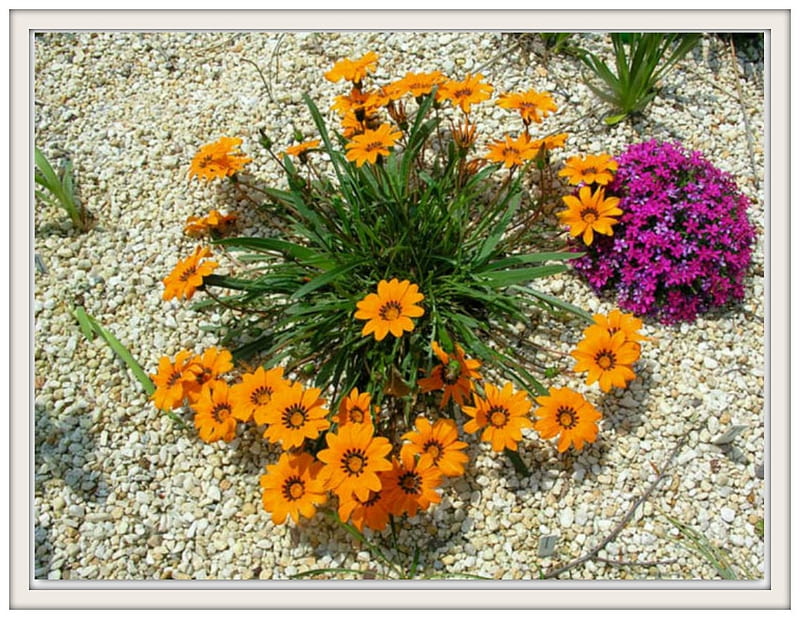 GAZANIA FLOWERS, NATURE, PRETTY, FLOWERS, HD wallpaper
