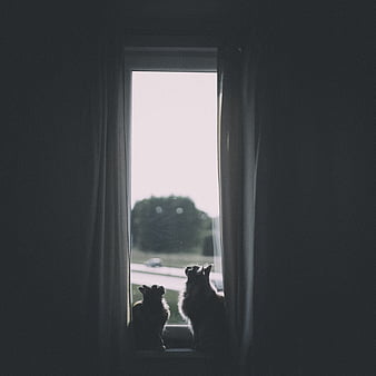 HD windows cat wallpapers | Peakpx