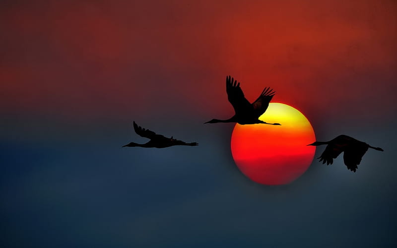 Cranes Birds Flying In Sunset Sky, cranes, birds, nature, sunset, sky, HD wallpaper