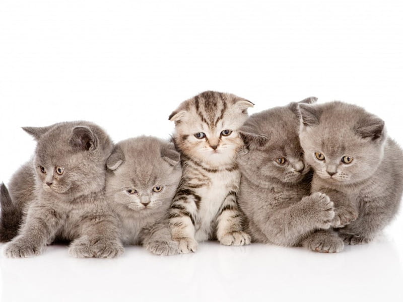 A lot of cute kittens, kittens, cute, cats, animals, HD wallpaper ...