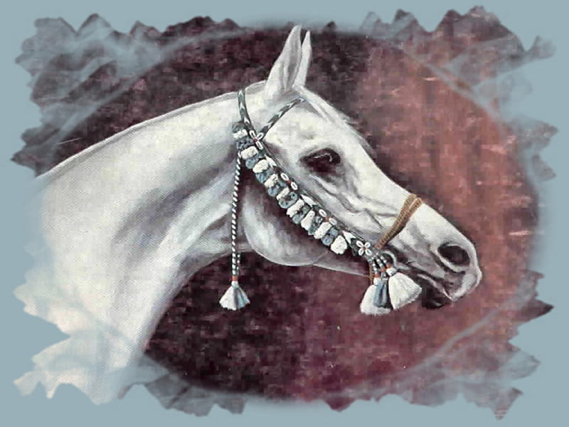 Gray Arabian Stallion - Nazeer F, stallion, art, gray, painting, gris, equine, horse, animal, HD wallpaper