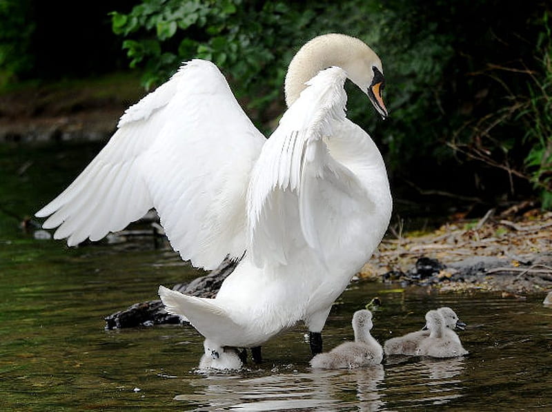 Swan family, wildlife, babies, nature, white, swan, sweet, HD wallpaper