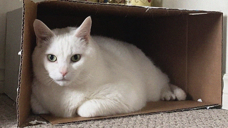 White Cat Inside Box Cat, HD wallpaper