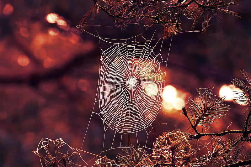 Spider's web, red, toamna, autumn, spider web, HD wallpaper