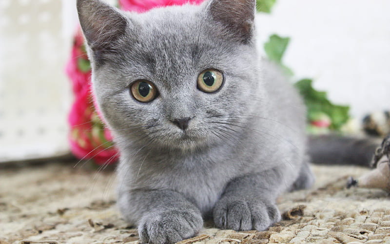 British Shorthair cat, kitten, cute animals, cats, HD wallpaper