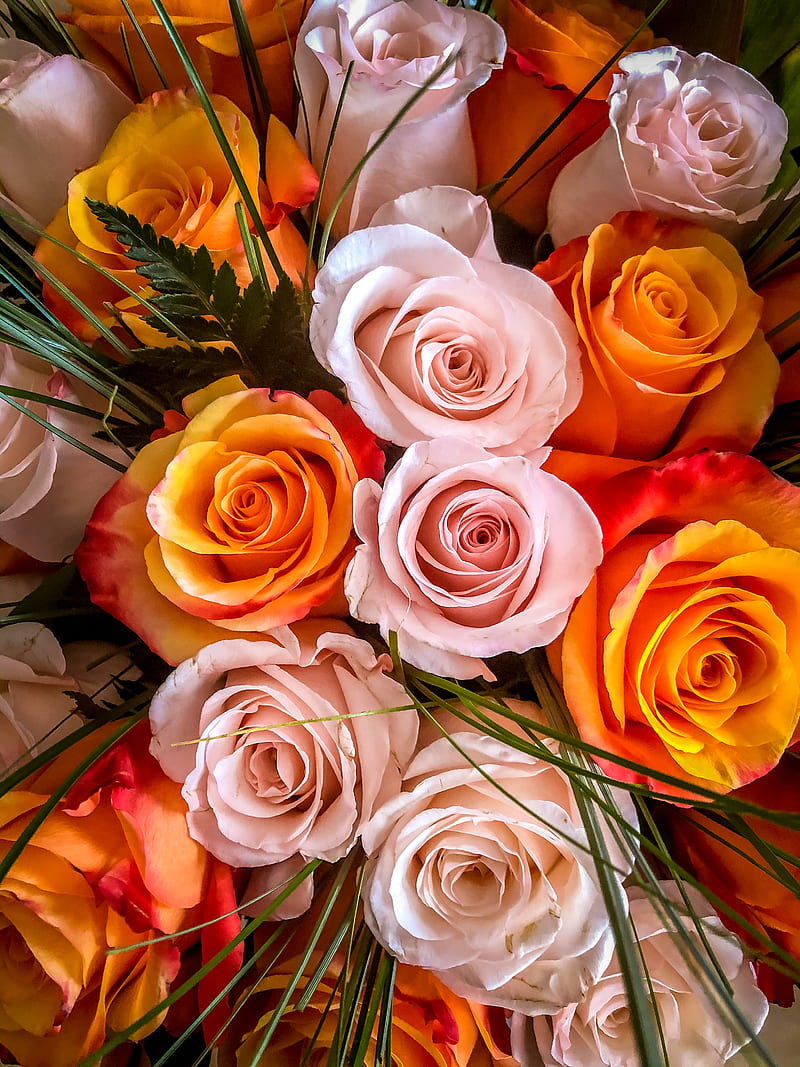 Pink And Orange Roses, HD phone wallpaper