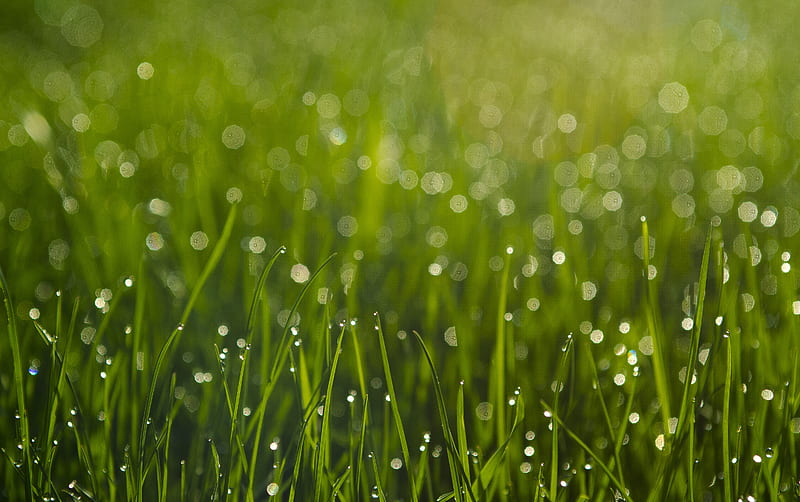 Morning Wake Up, dew, grass, green, HD wallpaper