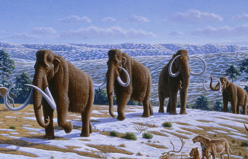 Woolly mammoth migration, mountain, prehistoric, dinosaur, elephant, HD wallpaper